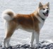 Akita-Inu-Dog-Great-Japanese-Dog